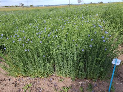 Click for 1 image(s) for this accession.